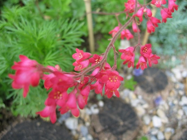 heuchera